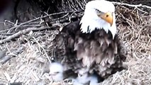 Decorah, Iowa (USA) Eagles - Dad teaching Eaglets to Be Aware