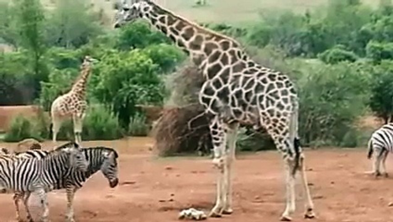Zebra Try to Attack Giraffe