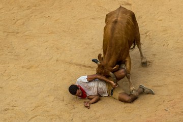 Best funny - Girl and bulls - Funny hot - BullFighting Festival - Funny movie 2015 (p2)