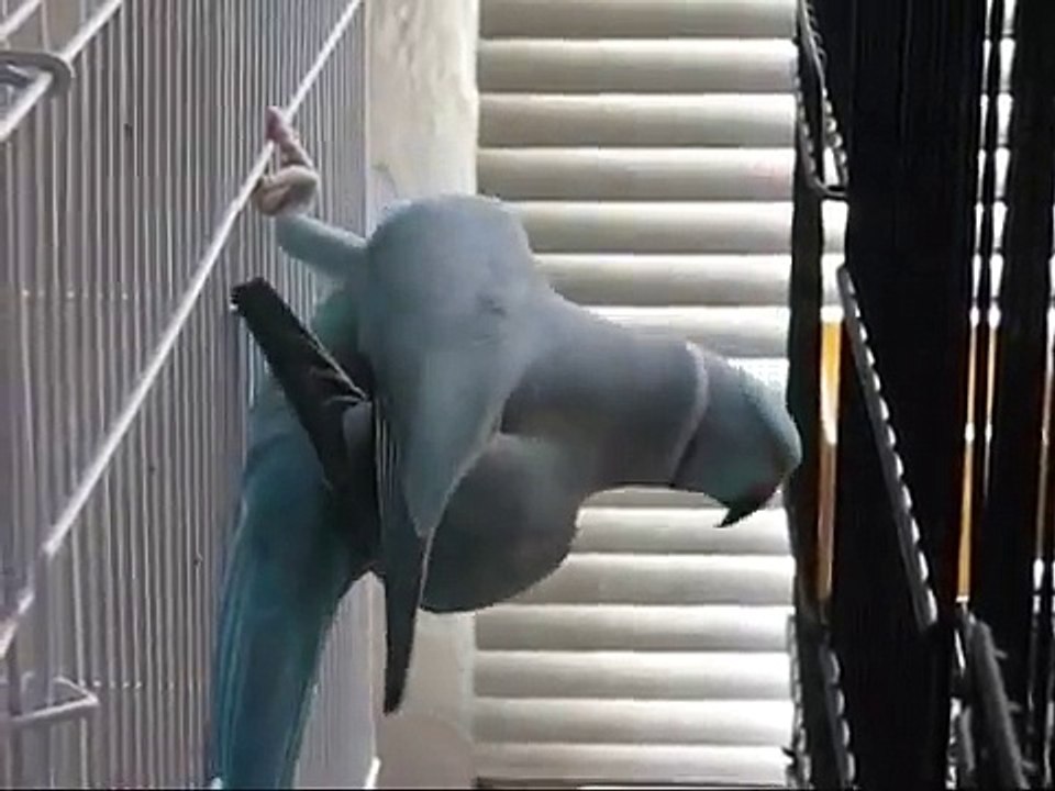 Bird Plays Peek-A-Boo!  Funny talking Indian Ringneck