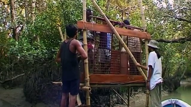 Swamp Tigers - Rare footage of the royal Bengal