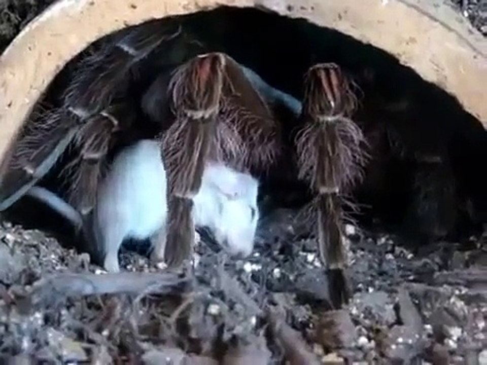 Aranha Golias Mata rato !