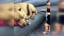 Sevimli bebek uyuyan köpeği böyle uyandırdı