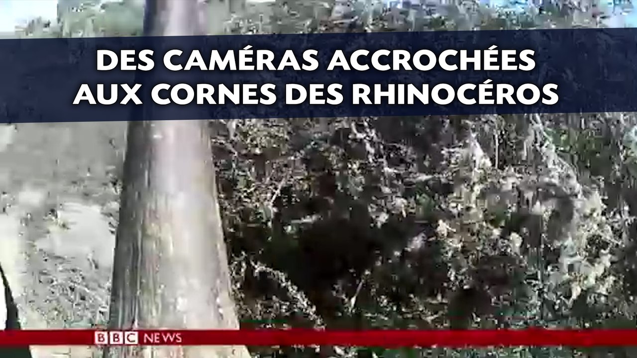 Des caméras accrochées aux cornes des rhinocéros
