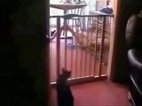 A gassy cat epicly FAILS jumping over a baby safety gate lol