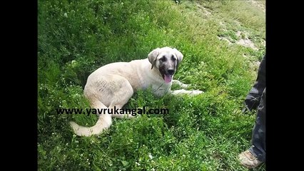 satılık kangal