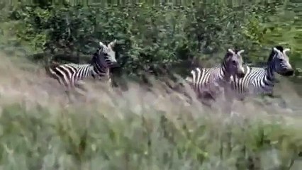 Lion Injured Badly with Zebra Kick