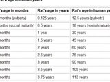 Rats 101: Ep. 1: Basic Care on a Rat HD