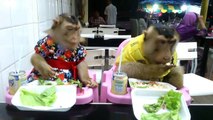 Des singes dressés prennent leur repas à table