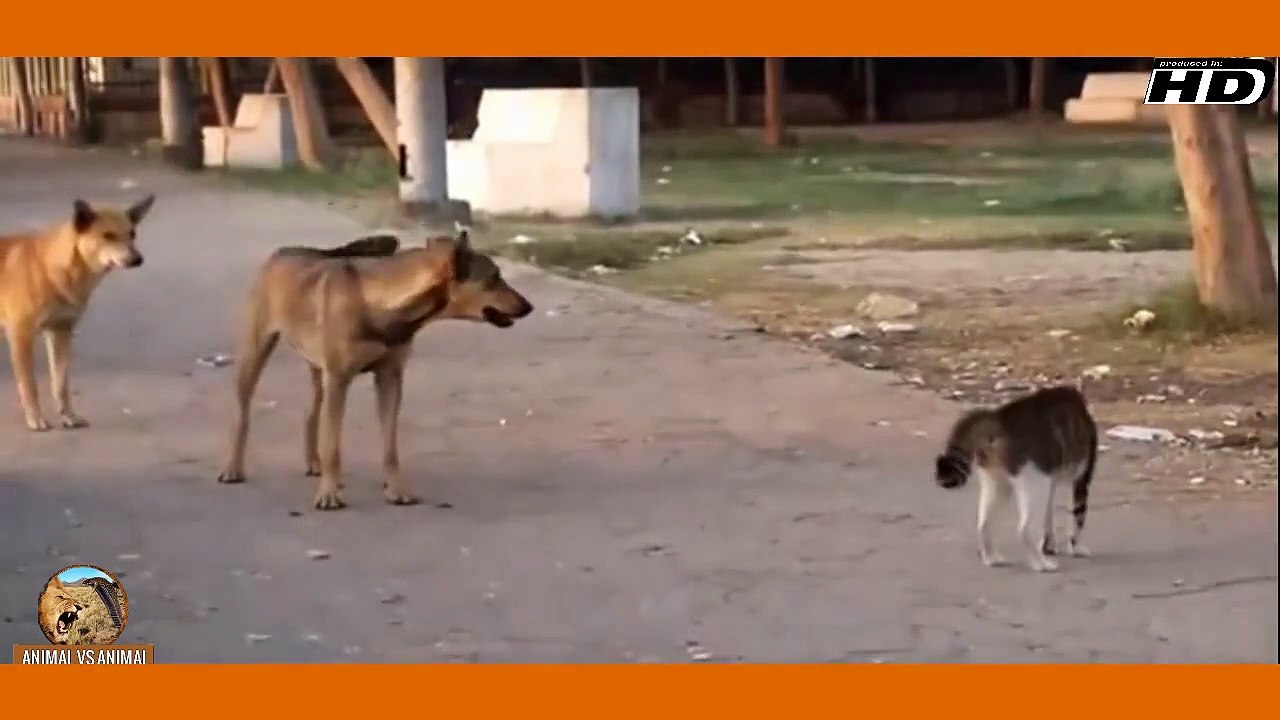 Cat vs Dogs Animal vs Animal [HD] video Dailymotion