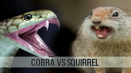 COBRA VS SQUIRREL (The Bloody Fight) - Animal vs Animal [HD]
