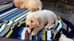 Golden Retriever Puppies Playing Outside - 7 Weeks Old