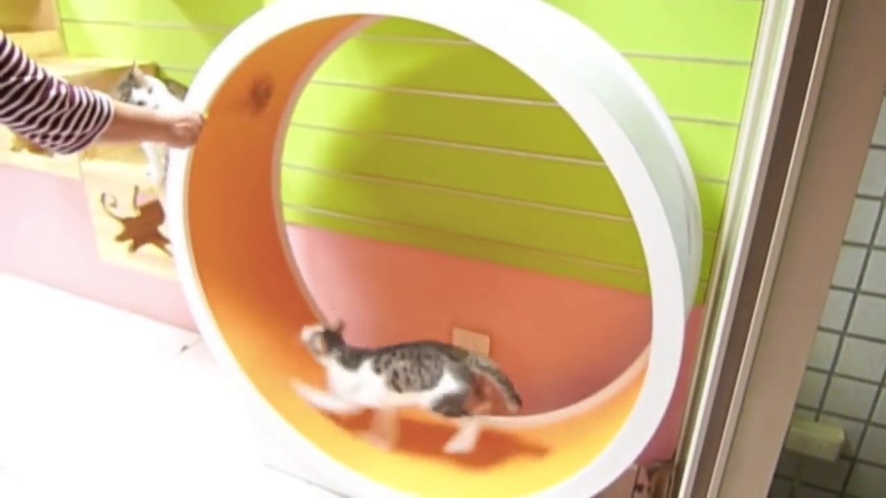 Des chats courent dans une roue à hamster géante
