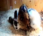 Boa constrictor vs 2,5kg rabbit