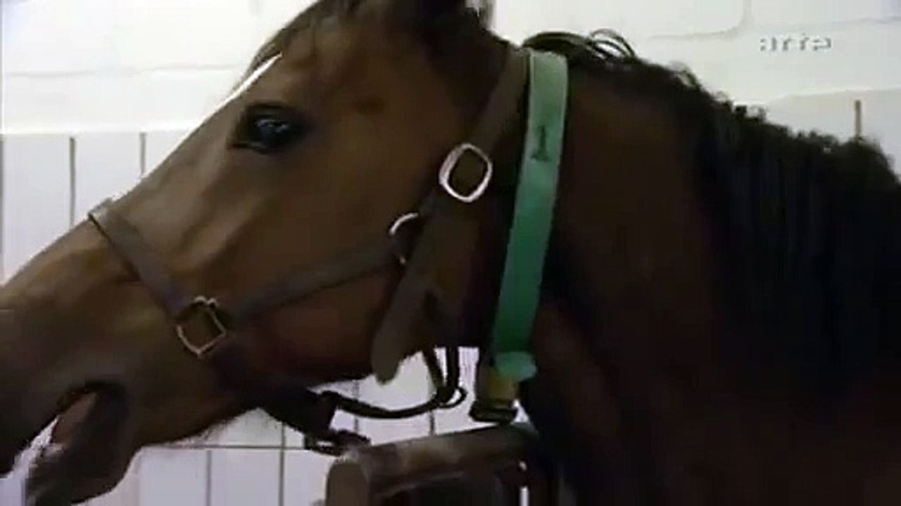 stallion semen collection second