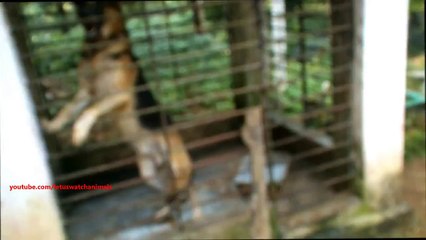 Vicious dog barking fiercely and loudly