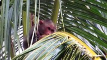 Monkeys Plucking And Eating Coconut