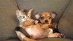 Adorable Puppy and Kitten Play Fight for a Spot on the Couch