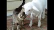 Katze und Lamm sind beste Freunde _ Freunde fürs Leben ◄◄◄ (480p)