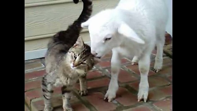 Katze und Lamm sind beste Freunde _ Freunde fürs Leben ◄◄◄ (480p)