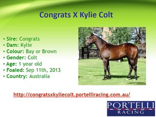 Racehorses Available for Sale in Australia