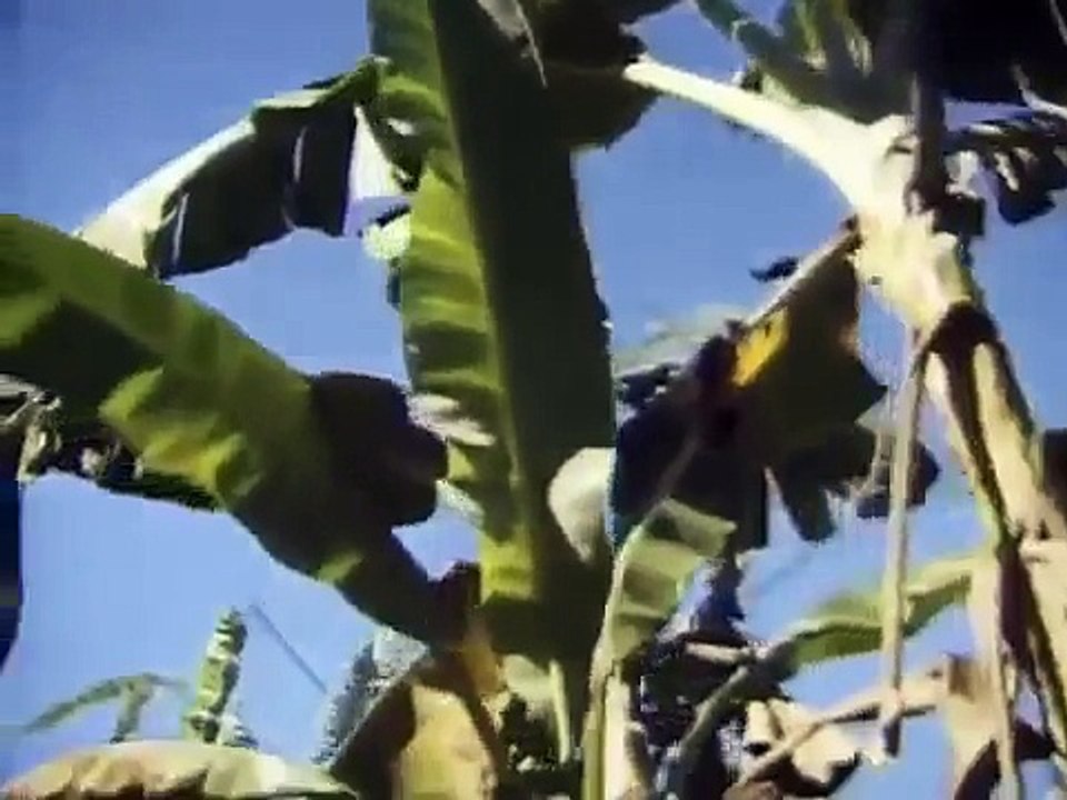 Pol Pot Doku Deutsch über Pol Pot