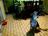 Perro Canta Himno Nacional de Venezuela