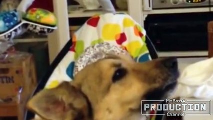 Babies and dogs talking – Funny dog & baby compilation