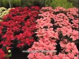 Floricultores de Atlacomulco ofrecen diez variedades de Flor de Nochebuena