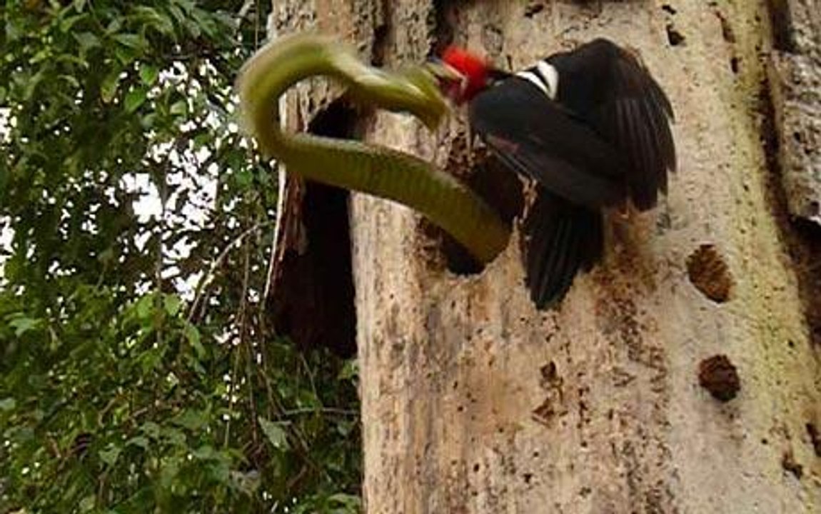 woodpecker vs. snake