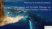 Whale Watching Tour Packages in Hervey Bay