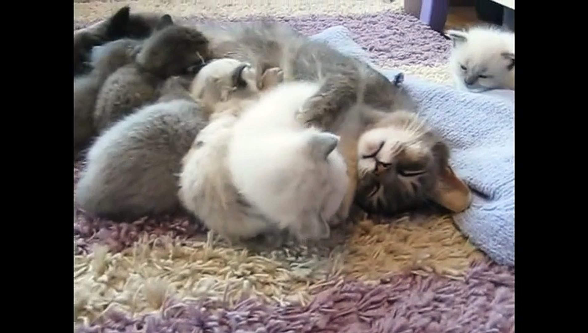 Süße 3 Wochenalte Babykatze Umarmt Und Knutscht Mammakatze