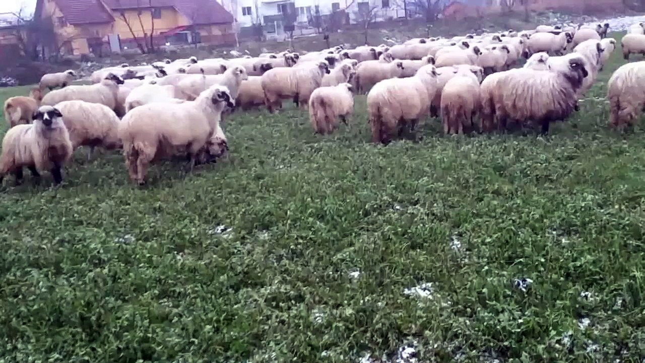 oii de petrosani irimes miluta jud cluj com floresti