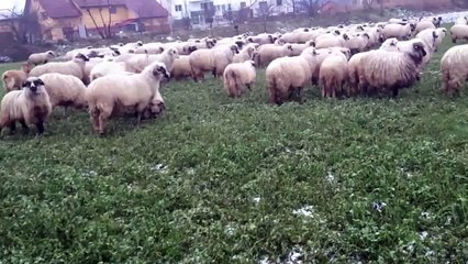 oii de petrosani irimes miluta jud cluj com floresti