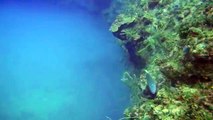 Diving backside of the Blue Hole, Andros, Bahamas. Absolutely AMAZING!