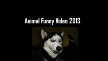 Dog Pushing Wheelchair Through Flood (Animal Funny Video 2015)