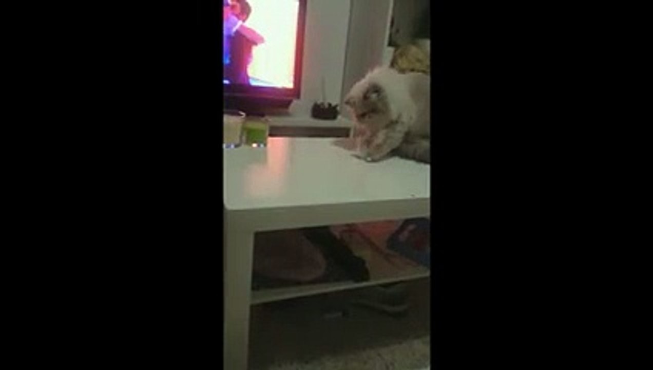 Naughty cat