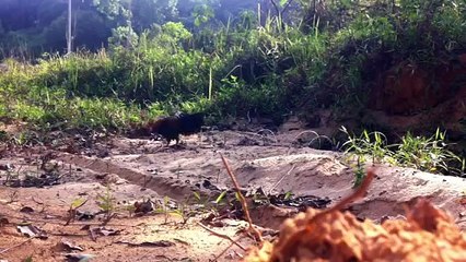 pikat ayam hutan RB25
