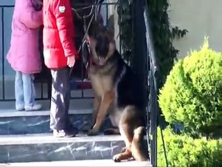 My german shepherd puppy 8 month