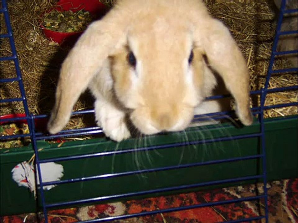 Pets galore!
