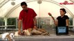 Quedada Nacional Charla veterinaria Reanimación cardiopulmonar RCP II, www.elbulldogingles.es