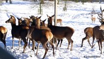 2014 12 28 wentworth castle deer feeding