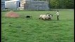 Border Collie Rescue - Sheepdog Training - Gael