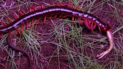 centipedes vs. snakes