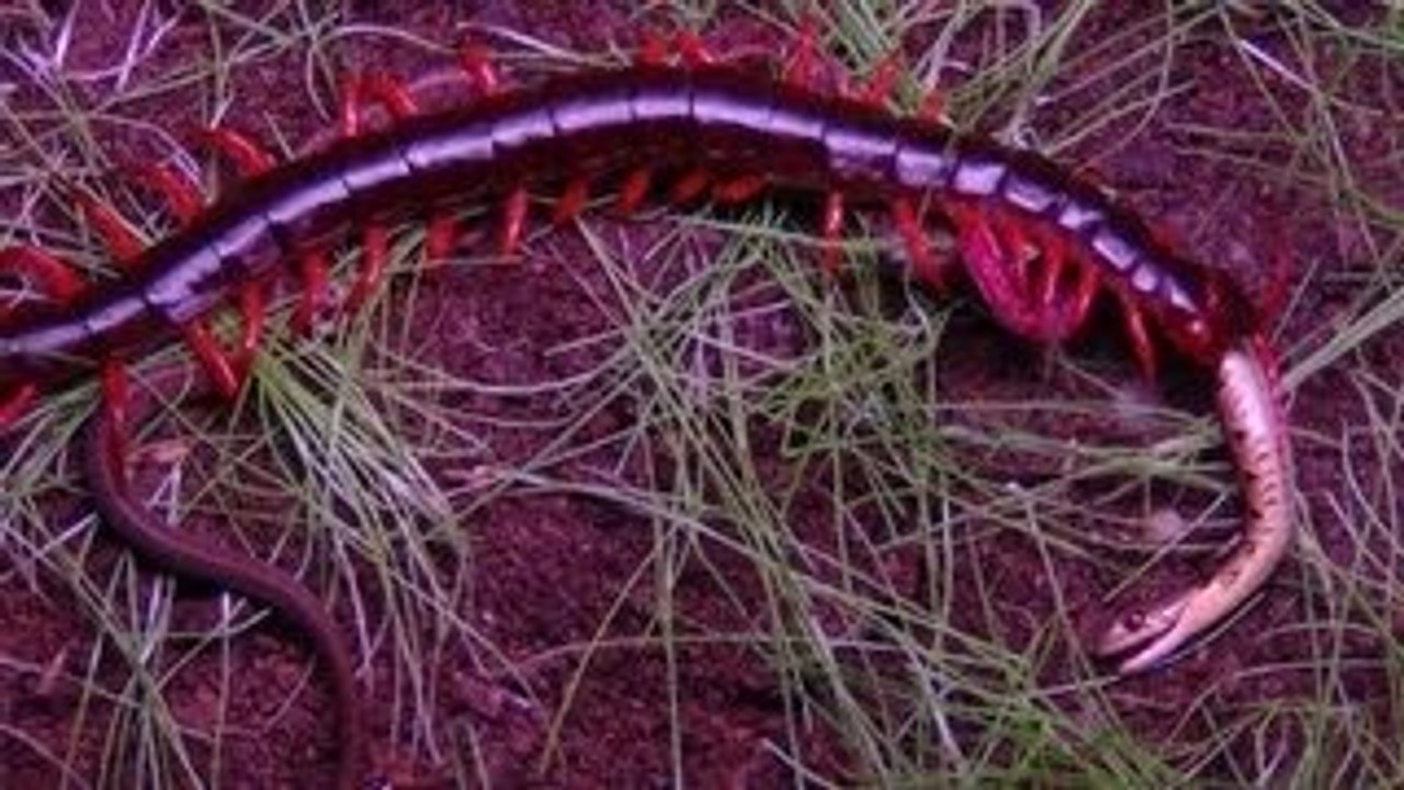 centipedes vs. snakes
