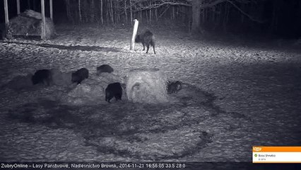 Bialowieza forest, Poland. European bison and many wild boars