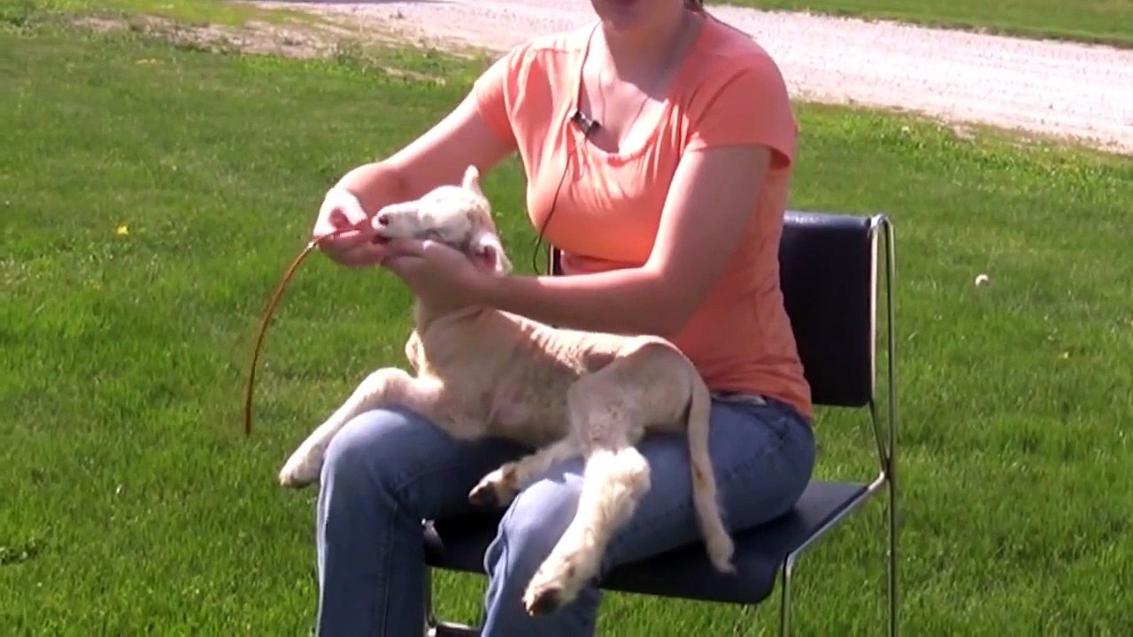 Tube Feeding Young Lambs and Kids