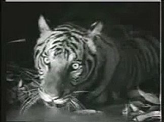 Tiger defeats Crocodiles. (The only real fight in water)