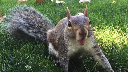 'Drunk' squirrel ransacks UK pub