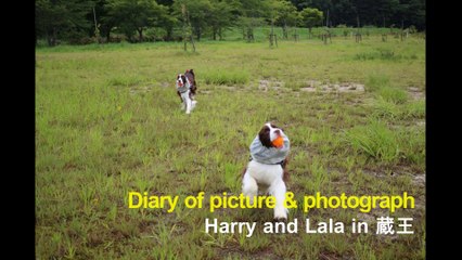 Diary of picture & photograph in 蔵王